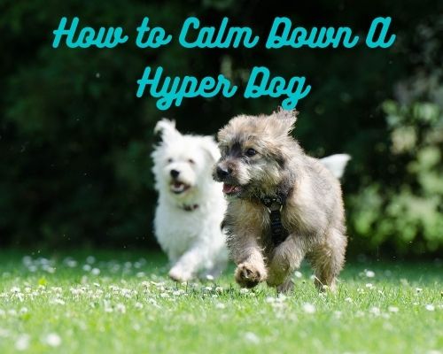 How to Calm Down A Hyper Dog - Control Over Excited Puppies | Dry Paws
