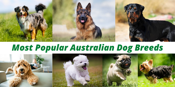 Most_Popular_Australian_Dog_Breeds_5ca7e9df-e462-4da5-ac25-9f94363cc694 ...